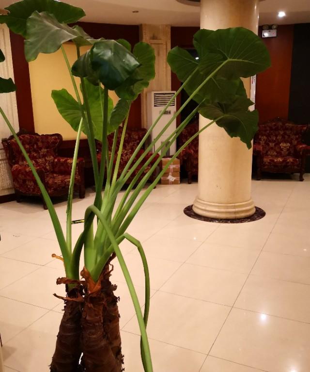 大型盆栽滴水观音价格:滴水观音，整株皆有毒，室内盆栽要如何管理呢？