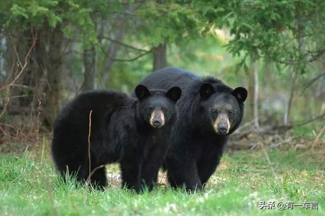 四川各地共组织了1080起避险转移，四川省江油市3名成年人遭遇黑熊袭击不幸身亡，到底是怎么回事