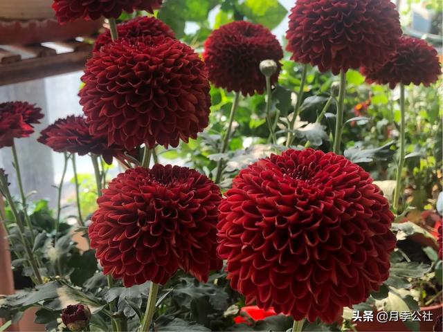 植物如何在没有阳光的室内过冬？