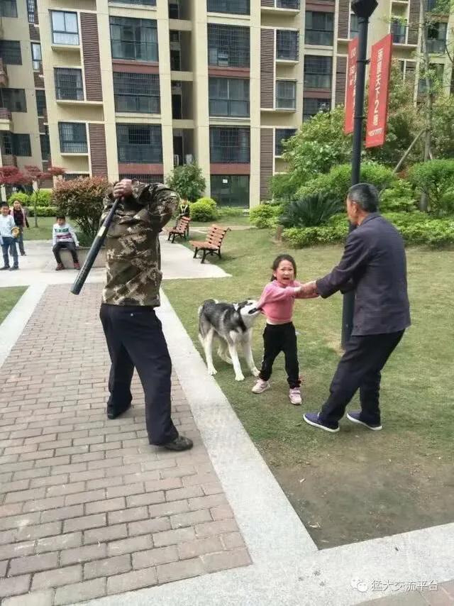 罗得西亚背脊犬和斗牛犬打架:如果宠物狗被恶意打伤，花了高额医疗费用，法律支持全额索赔吗？