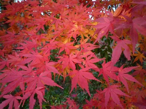 高山峰结婚:矛盾， 《红叶》想表达什么