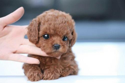 葡萄牙水犬叫什么名字:泰迪犬好养吗？有什么比较常见的缺点呢？
