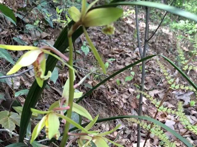 极挑嘉宾摘二级植物:有人说香榧贵是因为采摘困难，是真的吗？