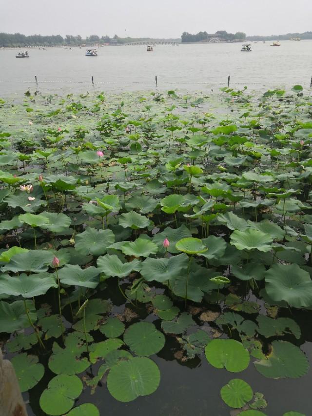 我搞微商的,有什么软件可以批量添加微信好友？