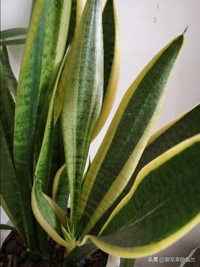 假昙花和蟹爪兰哪个好养:家养的花里，哪些花最好养？
