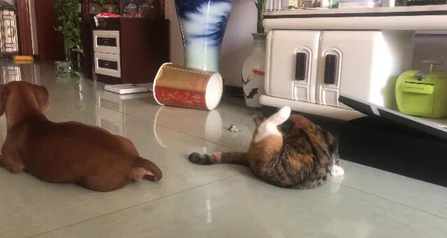 搞笑猫咪和狗狗图片:同时养一只猫和一只狗是种怎样的体验？
