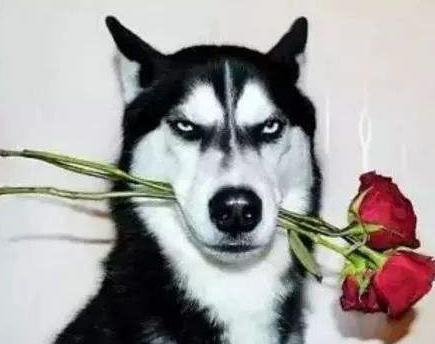 狗和狼的DNA一样吗？插图49