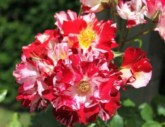 最香的几款月季品种是什么？插图143