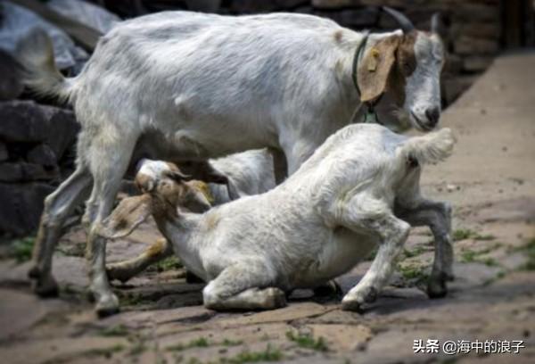 喜宝的原型是蔡少芬:我爸跟我要二十万，我该给吗？