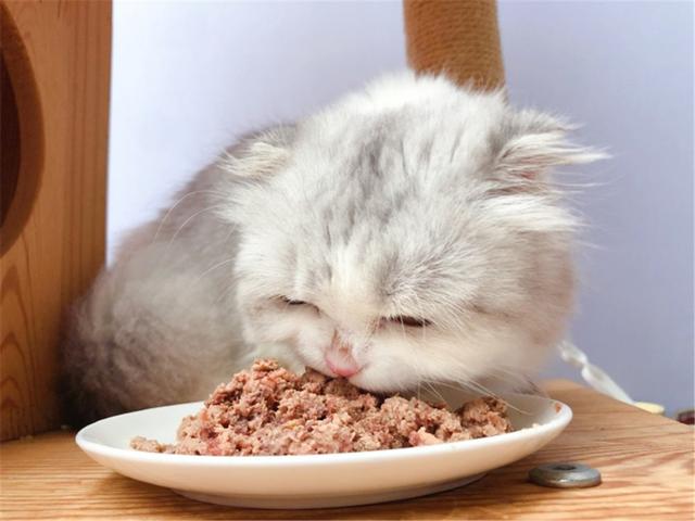 猫救小主人:猫咪新到家如何避免应激反应？ 猫救小主人电影
