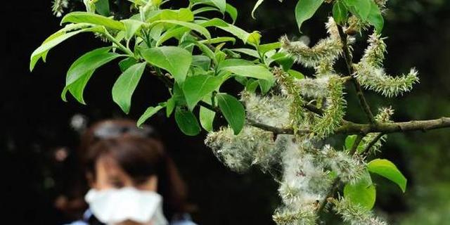 梧桐樹開花過敏怎麼辦?-百科網