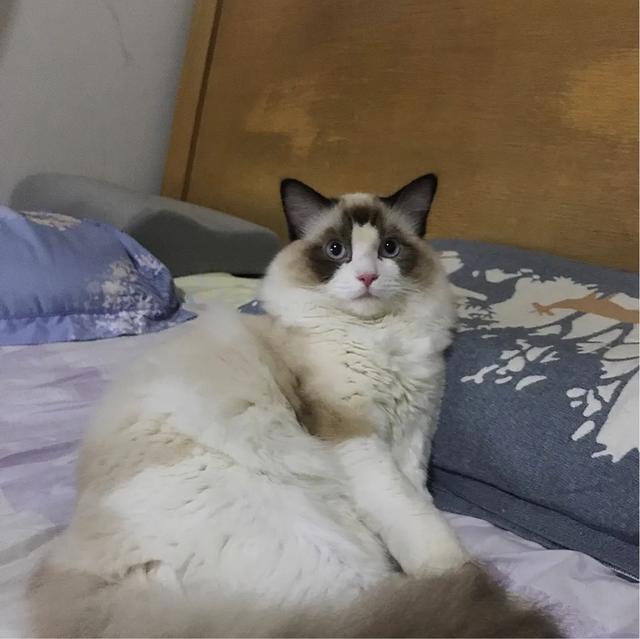 布偶猫吧:有的后院布偶猫为什么比正规猫舍的还好看？