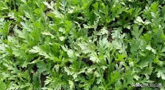 鹰敖犬图片:农村人种植茼蒿，如何防止茼蒿老杆？ 敖犬图片大全