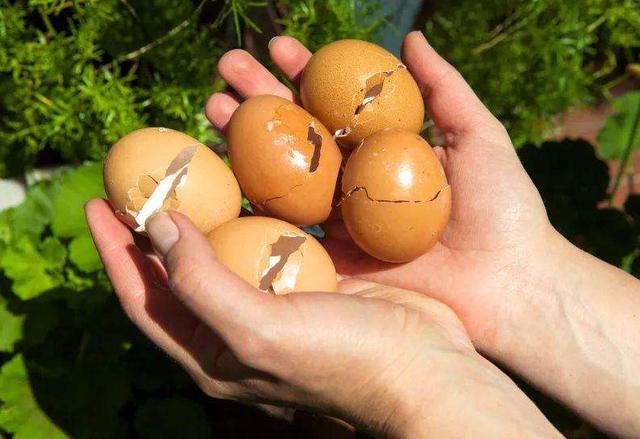 鸡蛋壳可以做多肉肥料吗，熟鸡蛋壳可以养花吗一养花