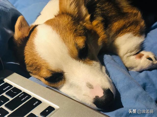 关于小狗的资料有哪些:想要挑到好狗狗，有什么小技巧？