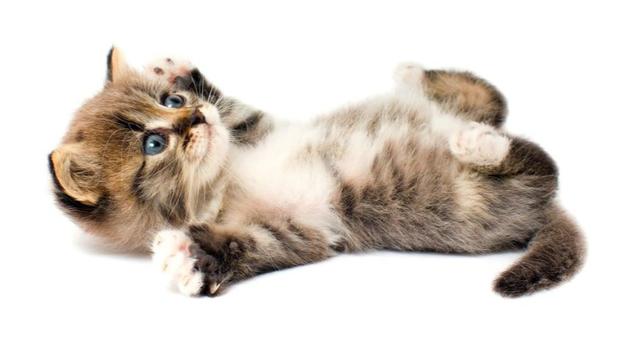 曼基康猫有长腿吗:罗槟为什么不和栗娜结婚？