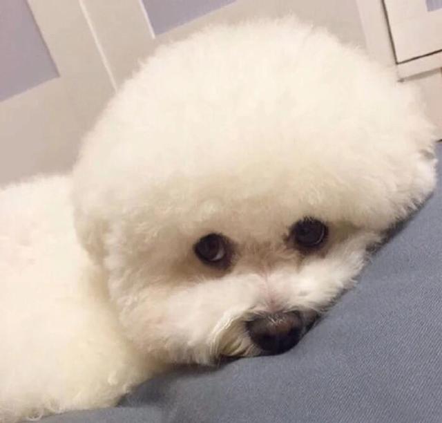 犬膝关节髌骨脱位:比熊走路后腿一跳一跳的是怎么回事呢？