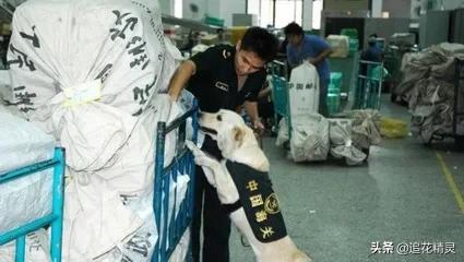 缉毒犬:嗅探蜜蜂可以代替缉毒犬吗？