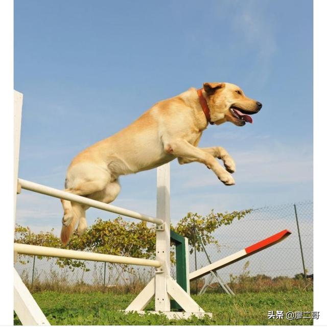 apex寻血猎犬震慑者:apex寻血猎犬震慑者皮肤 哈士奇为什么不适合做警犬？