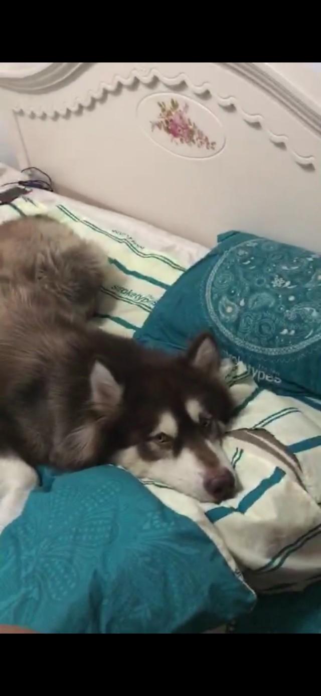 疯狗病:狗狗一生可以都没有疯狗病吗？ 疯狗病症状都有什么