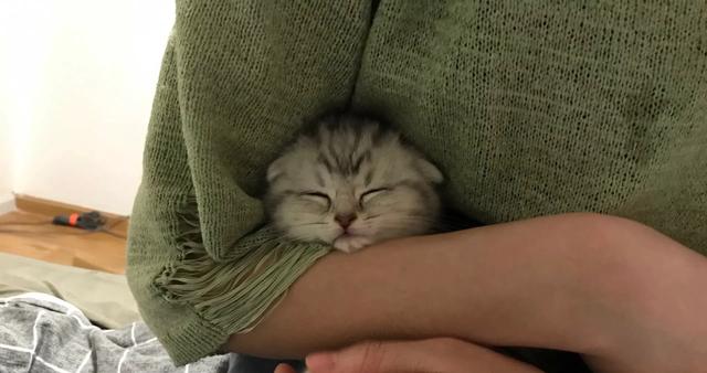折耳虎斑猫的特点:猫猫耳朵很小，是折耳猫吗？如何辨别呢？