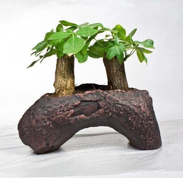 室内最好的观赏植物:十大室内观赏植物 室内养花，养几种花比较好？