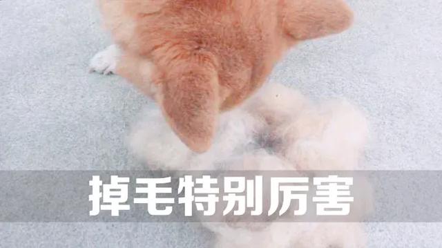 豆柴犬好养吗:网红狗“柴犬”好不好养？