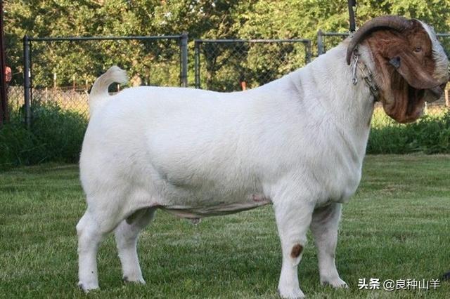 羊妊娠毒血症:“三联四防”何时打？怀孕母羊能用吗？