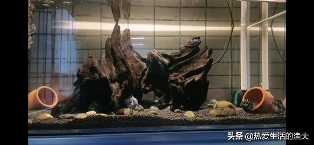 迷你鹦鹉鱼繁殖隔离吗:一个鱼缸两对迷你鹦鹉同时产卵，需要分别用隔离盒隔离起来吗？ 迷你鹦鹉鱼繁殖隔离盒