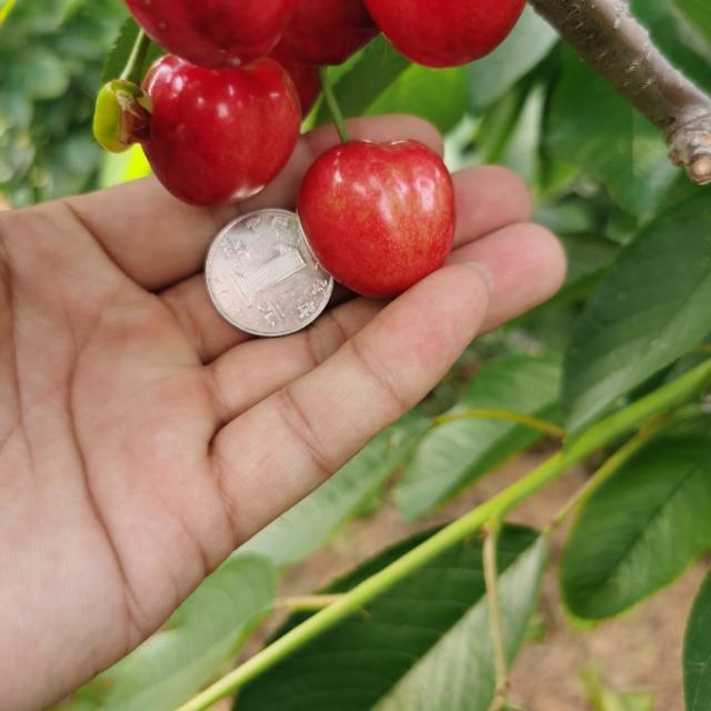 头条问答 - 瑞德大樱桃适合温室栽培吗?(3个回答)