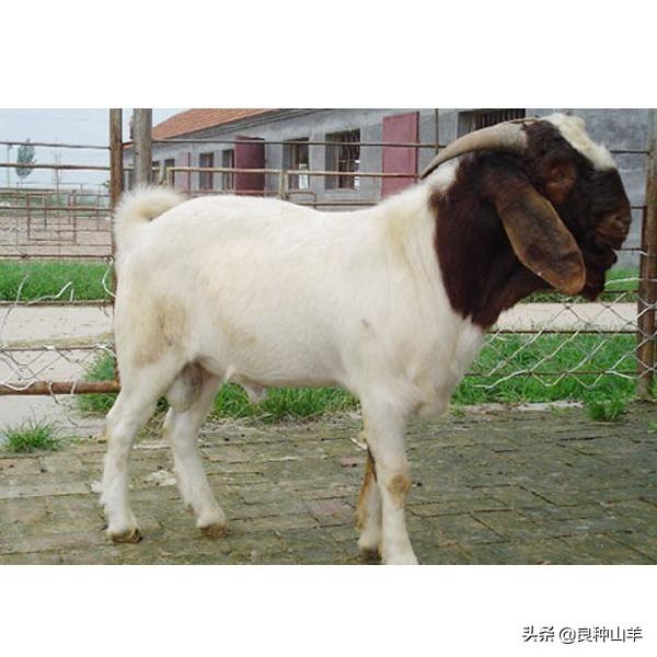 羊妊娠毒血症:“三联四防”何时打？怀孕母羊能用吗？