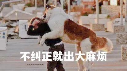 宠物知识问答:饲养幼犬时，主人要记住哪些事？