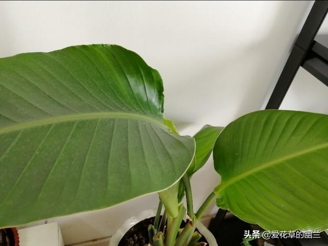 大点的橡皮树价格:1.5米橡皮树什么时候砍头好？