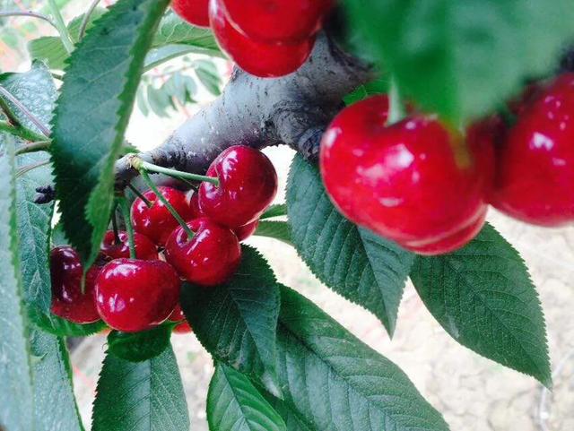 头条问答 - 适合黔东南这边栽的矮樱桃有哪些?(7个回答)