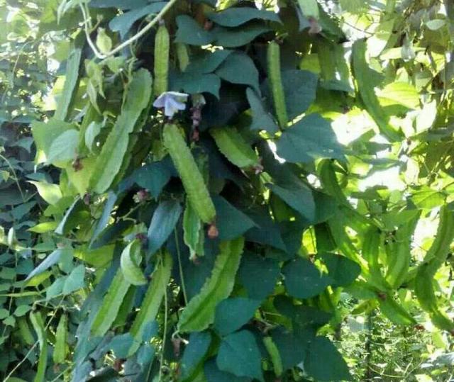 头条问答 四棱豆怎么进行栽种管理 有哪些技术要点 9个回答