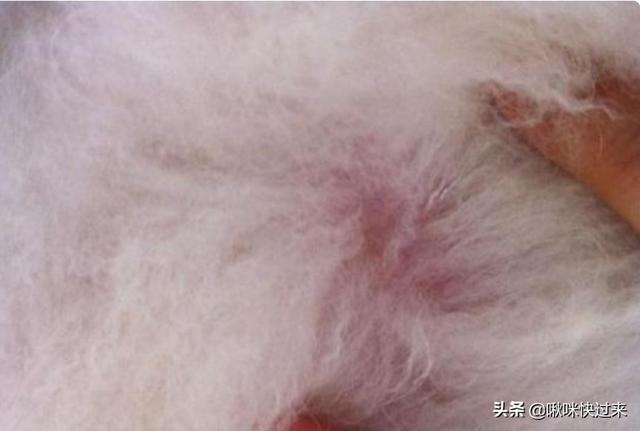 怎么判断狗狗疥螨图:泰迪狗耳朵边缘疥螨怎么清理掉？ 怎么确定狗狗疥螨是否痊愈