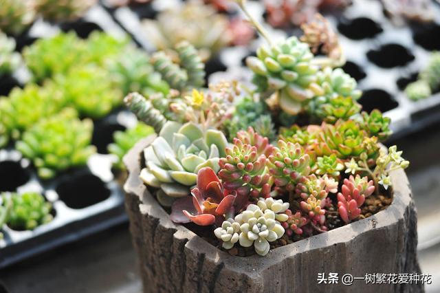 多肉和仙人球怎么浇水:给多肉浇水的秘诀是什么？