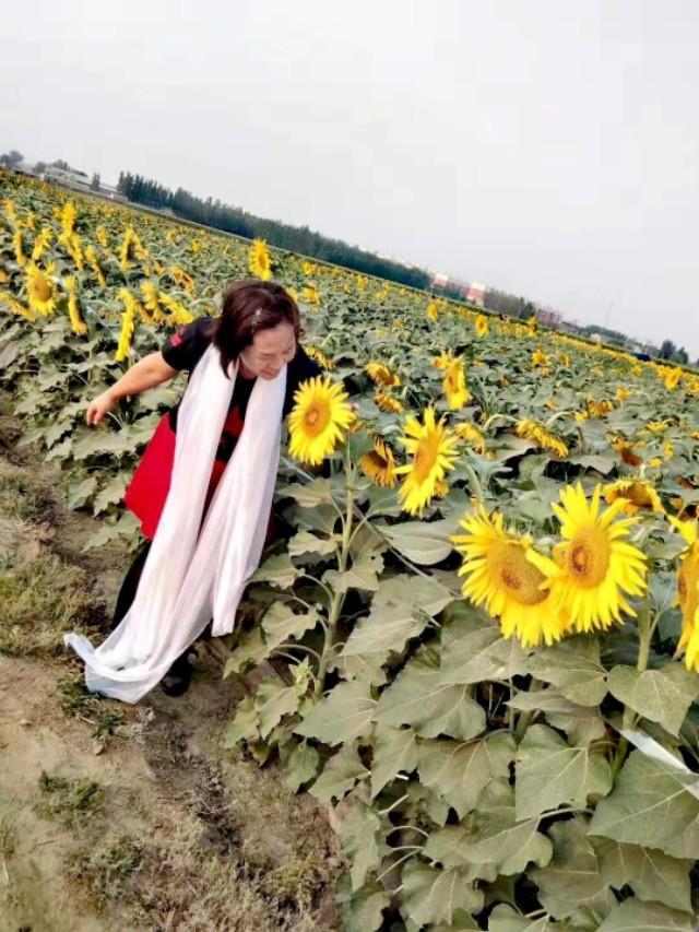 向日葵18M，葵花生长期多少天？如何种植才好呢？