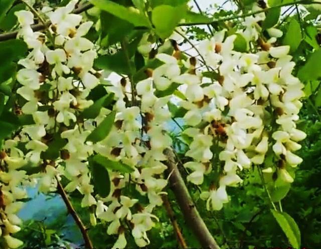 洋槐:洋槐树 过去的人们为什么爱采食洋槐花？你吃过洋槐花吗？