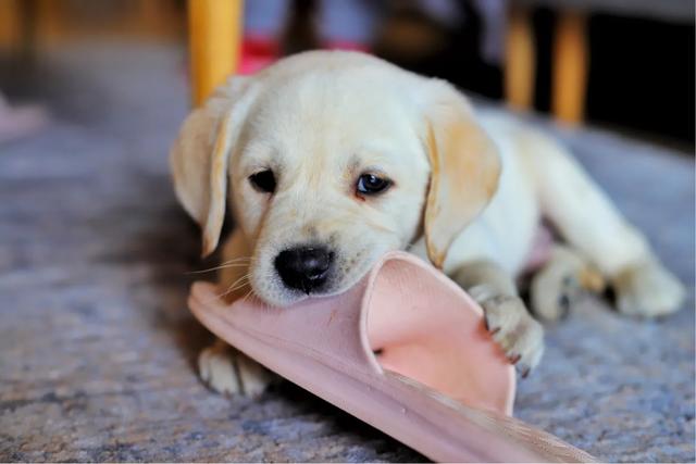 拉布拉多幼犬怎么养:拉布拉多幼犬生下来几天适合领养？