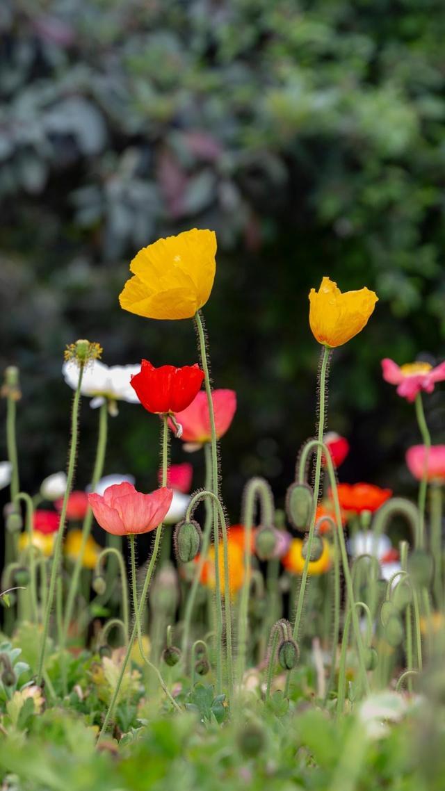 头条问答 四月春暖花开 五月绿色盎然 六月夏天什么是最美的期待 152个回答