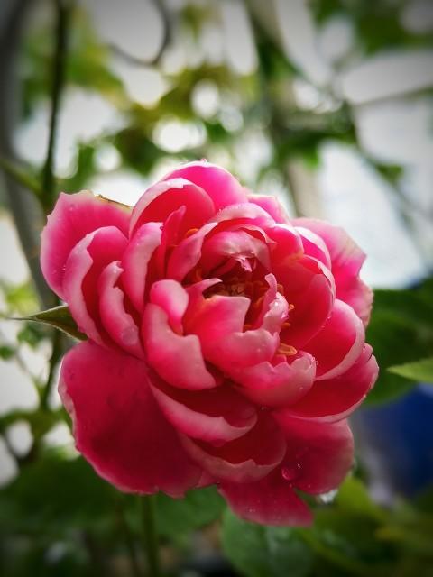 月季花品种介绍:月季花的品种都有哪些 盆栽月季花用什么品种好？