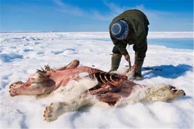 爱斯基摩雪橇犬在南极生活:爱斯基摩犬进入南极 爱斯基摩人为何喜欢吃生肉？难吃还不好消化，是还未进化结束吗？