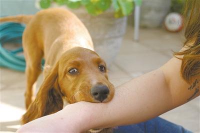 拉布拉多犬性格:拉布拉多犬的优缺点有哪些？拉布拉多犬的优缺？