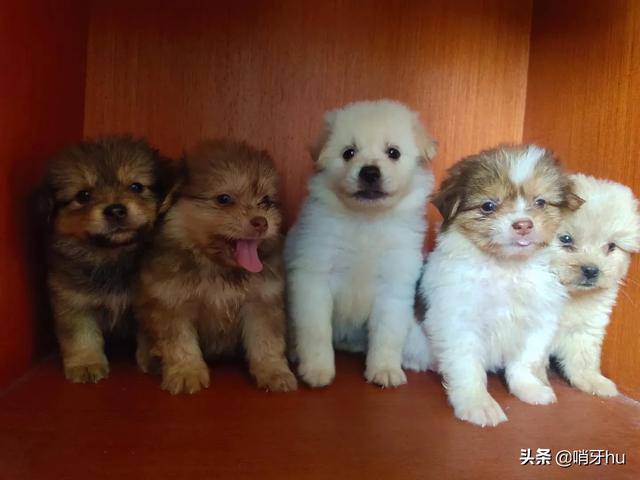 2个月小狗拉稀:两个月狗狗到家后，拉肚子，感冒，怎么办？