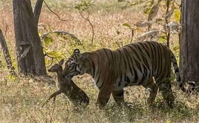 为什么有人说只有饿死的狮子而没有饿死的老虎?