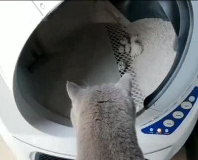 猫砂盆有放厨房的吗:猫砂盆放房间里会不会臭，猫砂放房间怎么祛味？