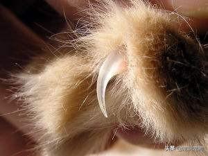 猫爪子好利:猫咪为什么不让摸后爪子？