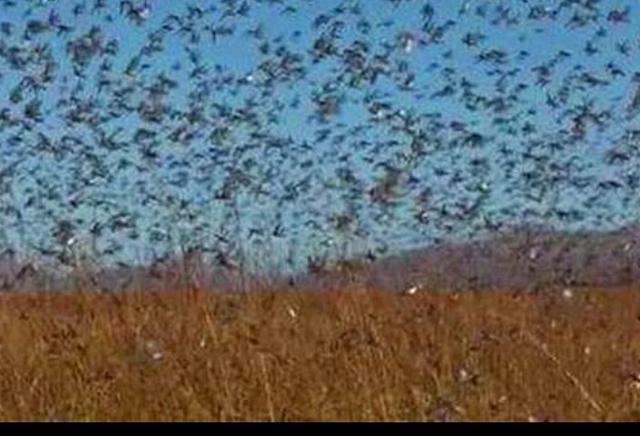 头条问答 建国以来 中国的蝗灾是怎么被消灭的 Huinanhistory的回答 0赞