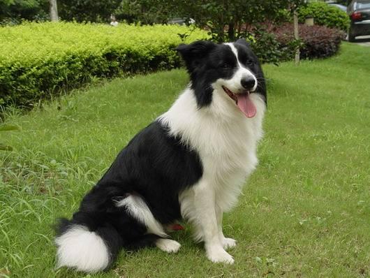 贝生吉犬是种好奇心很旺盛的狗:家里有儿童，适合养哪几种狗？